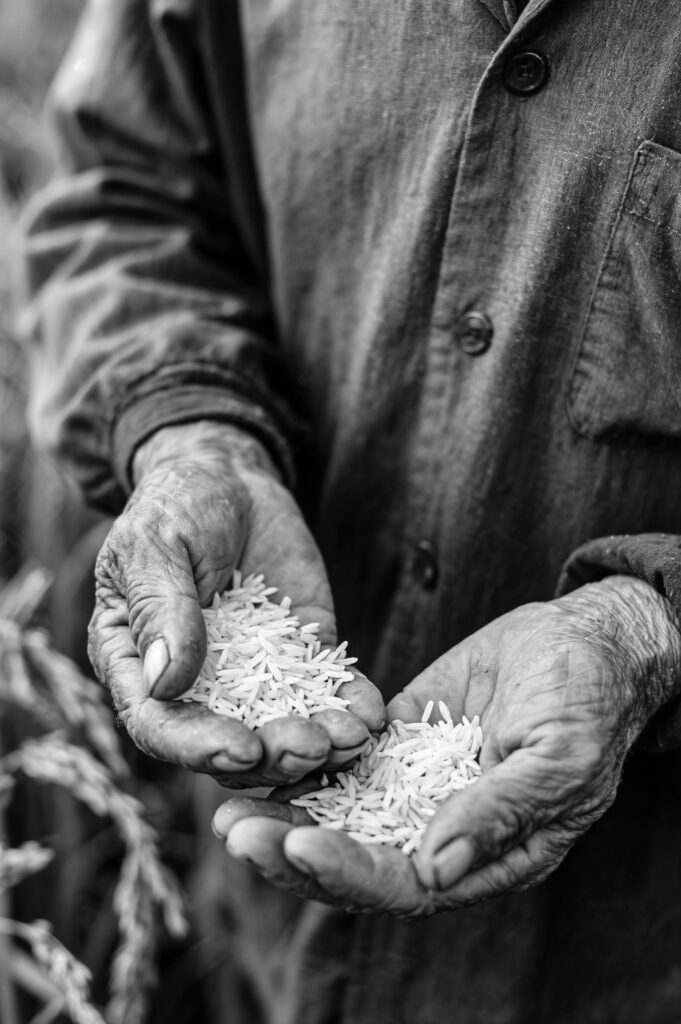 farmer s hands holding rice grains