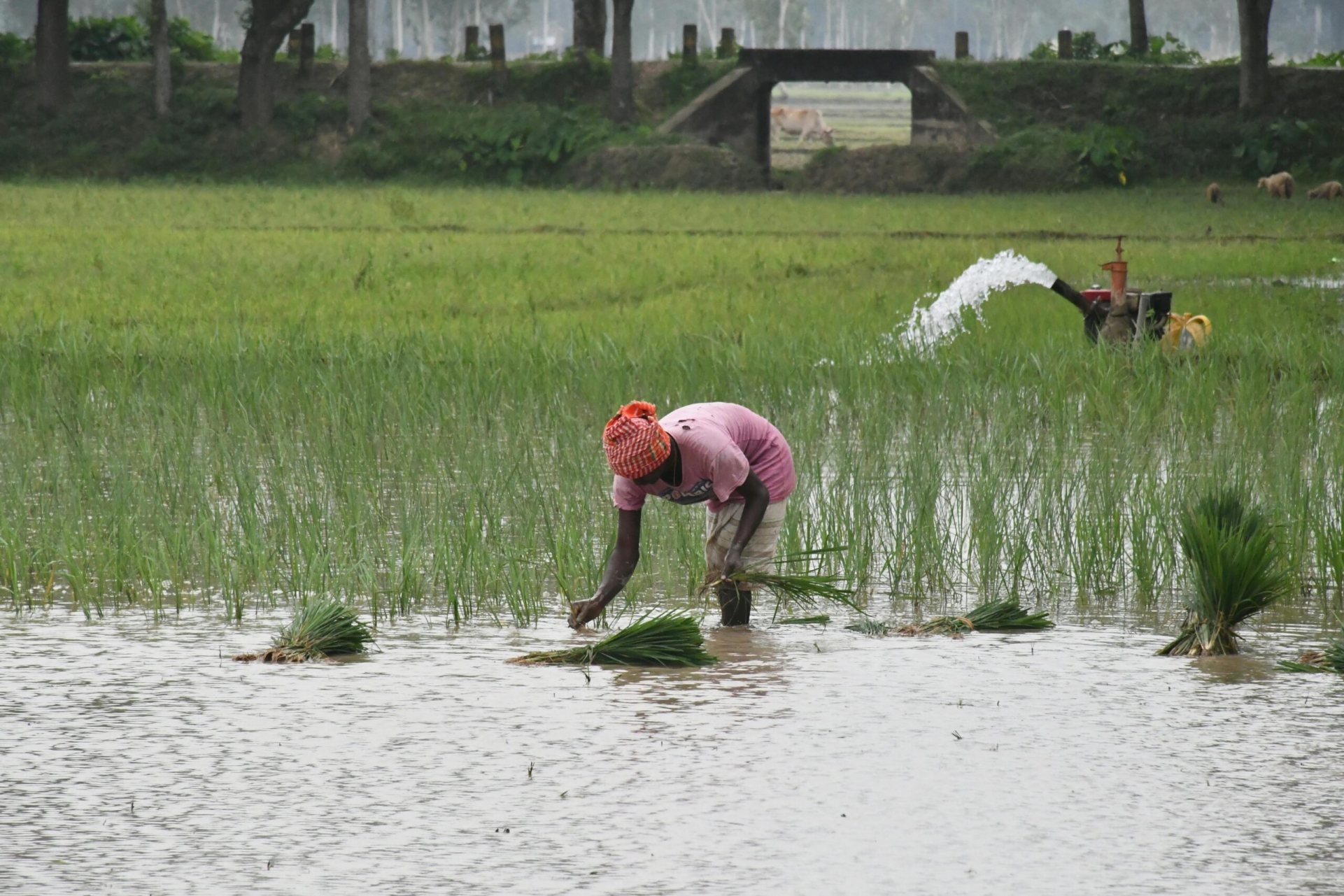 Pexels Photo 34946129 34946129 Scaled